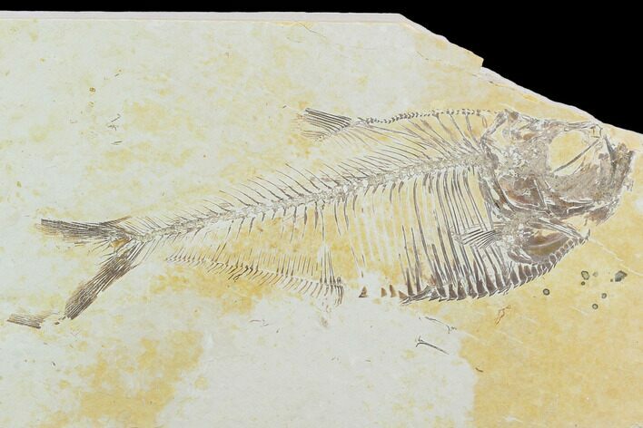 Fossil Fish (Diplomystus) - Green River Formation #119983